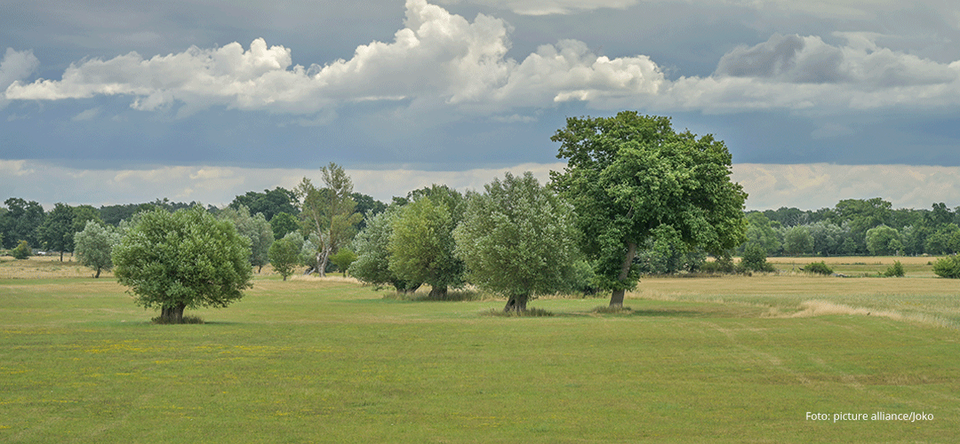 Auenlandschaft, Foto: picture alliance