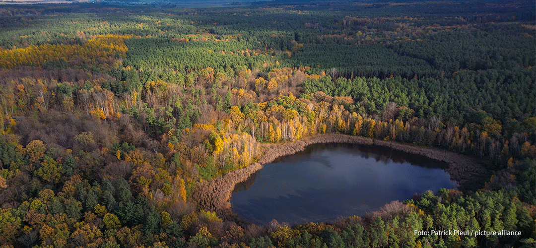 Wald, Foto: picture alliance