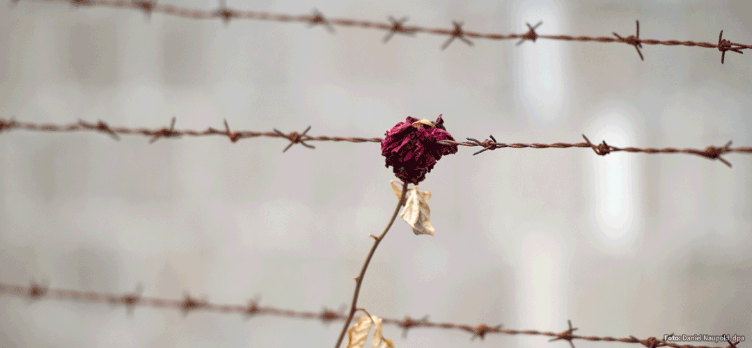 Rose am Stacheldrahtzaun, Foto: picture alliance