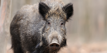 Wildschwein (Symbolbild)